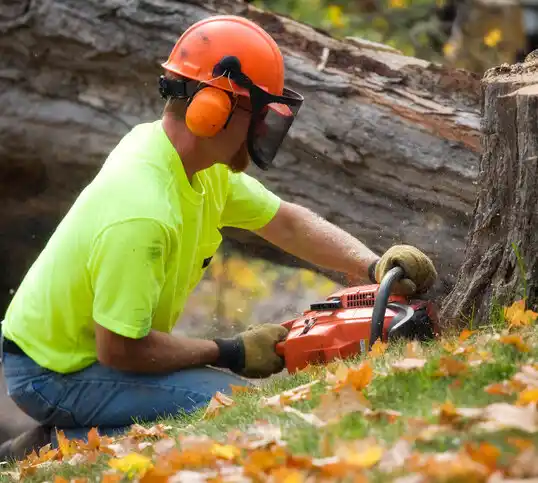 tree services Ostrander